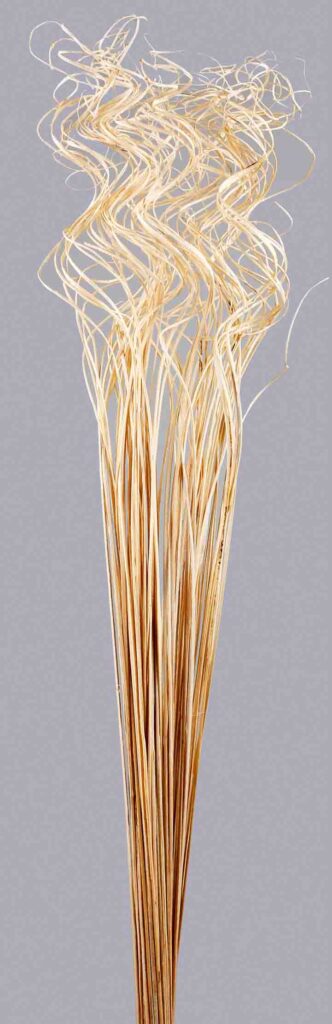 CANE CONE X20