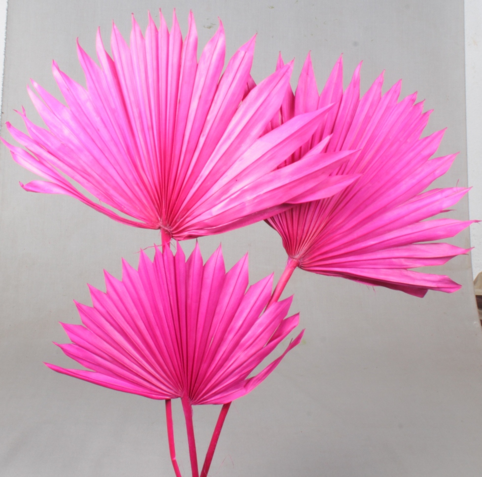 PALM SUN SPEAR CIKLAM X15