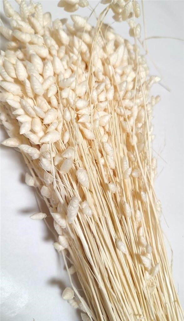 BRIZA MAXI 100gr BELJENA