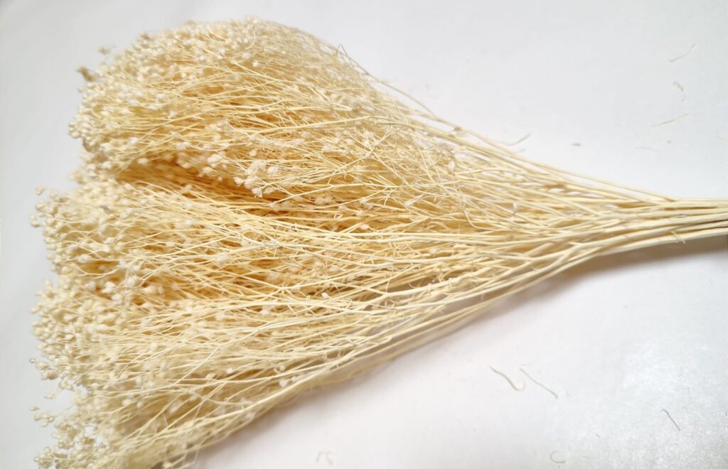 BROOM BLOOM BELJEN