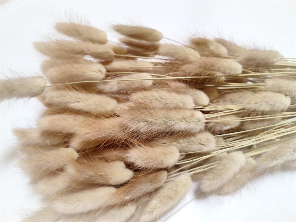 LAGURUS NATUR 100gr