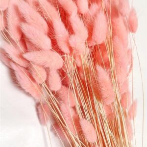LAGURUS ROZA