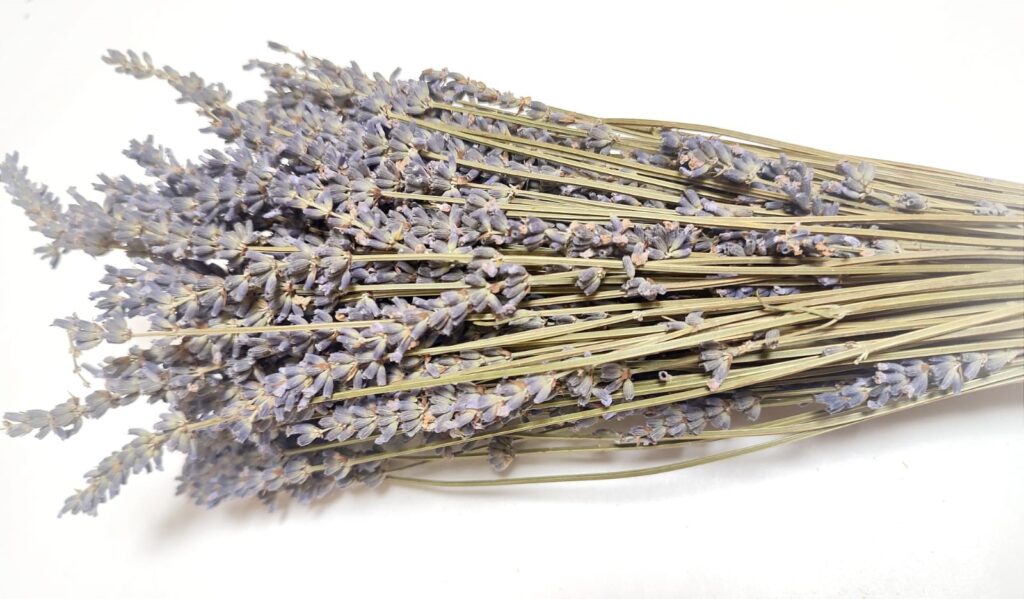 LAVANDA STABILIZIRANA ŠOP
