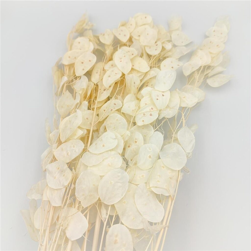 LUNARIA BELA