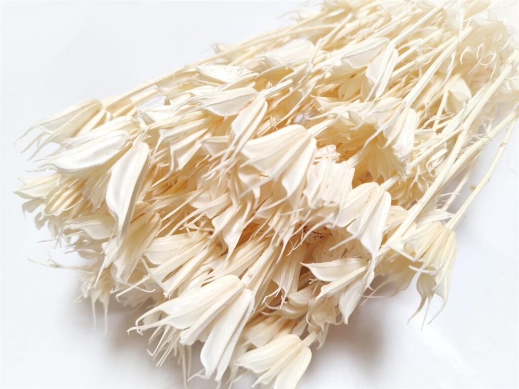 NIGELLA X100gr BELJEN