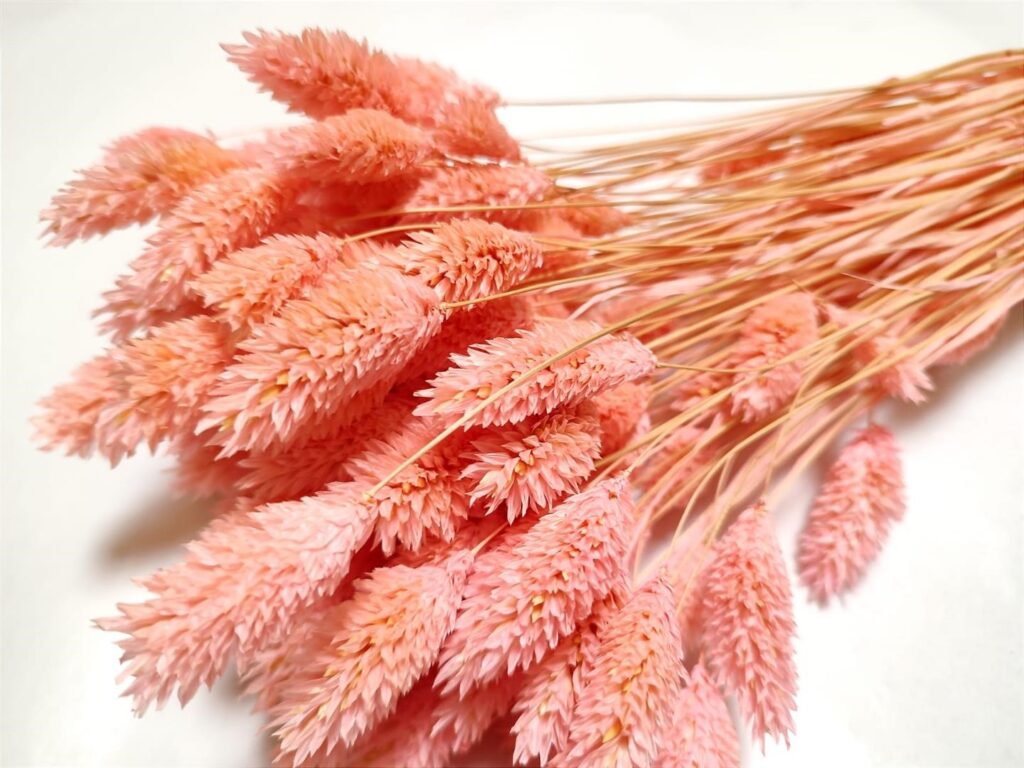 PHALARIS 100gr ROZA