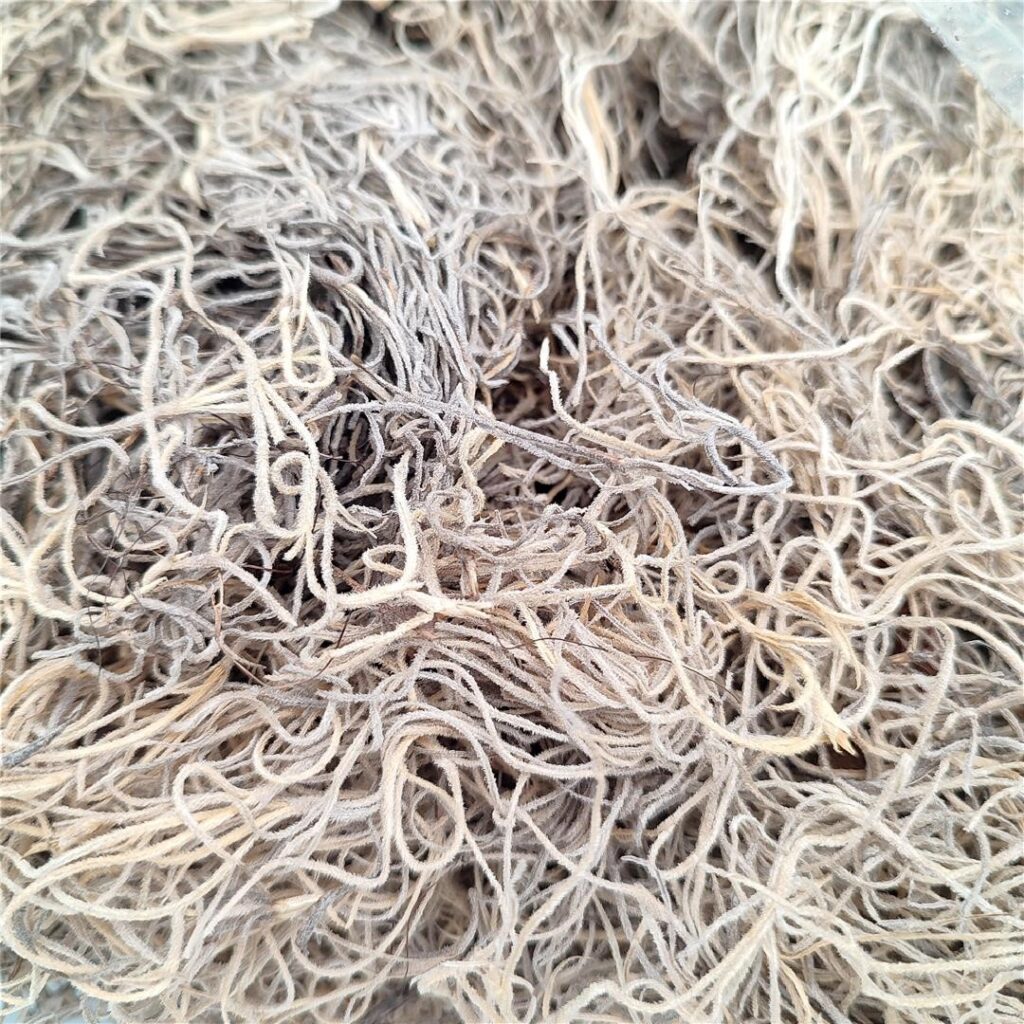 TILANDSIA NATURAL