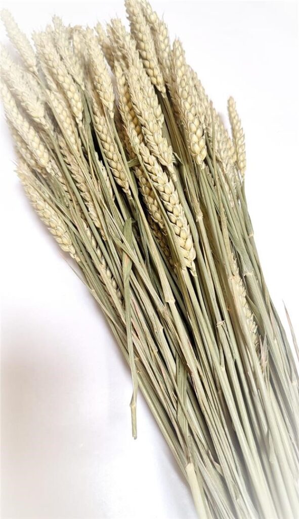 TRITICUM NATUR ZELEN
