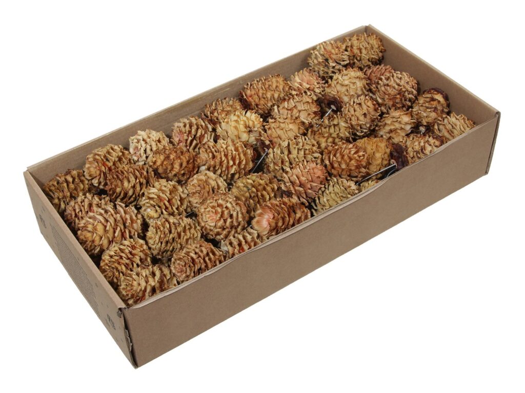 GLABRUM NATUR X65 10cm