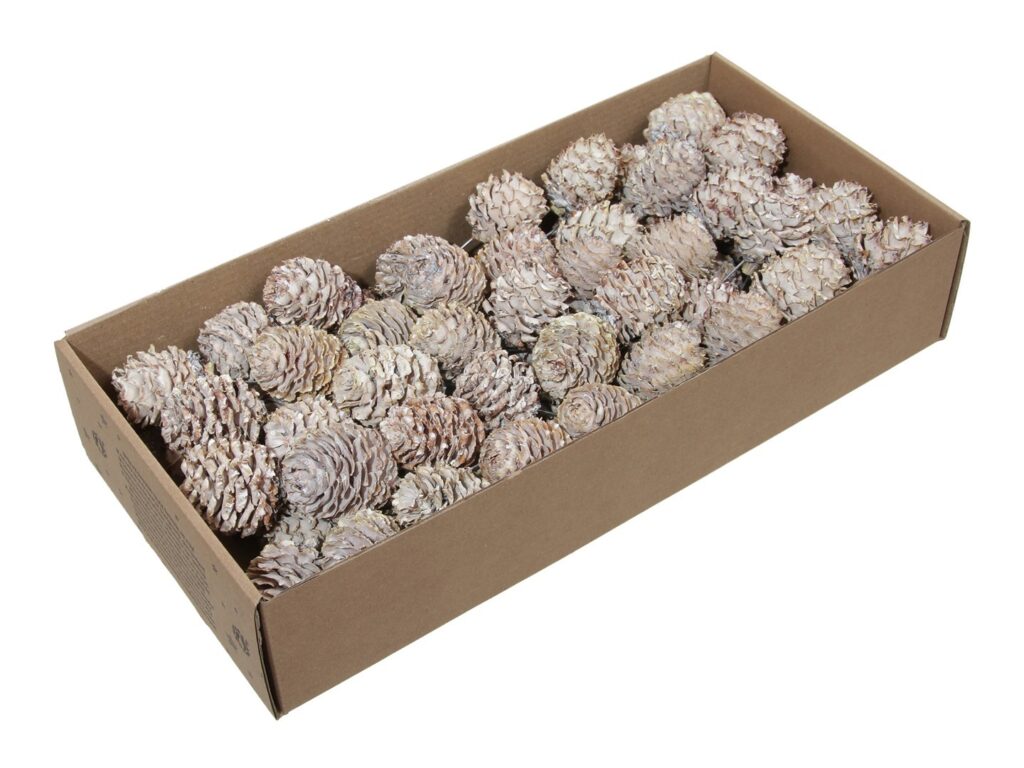 GLABRUM BELJEN X65 10cm