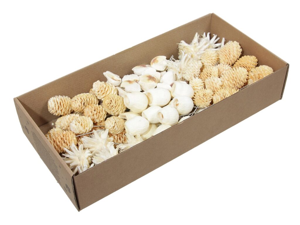 LEUCODENDERON MIX BELX100