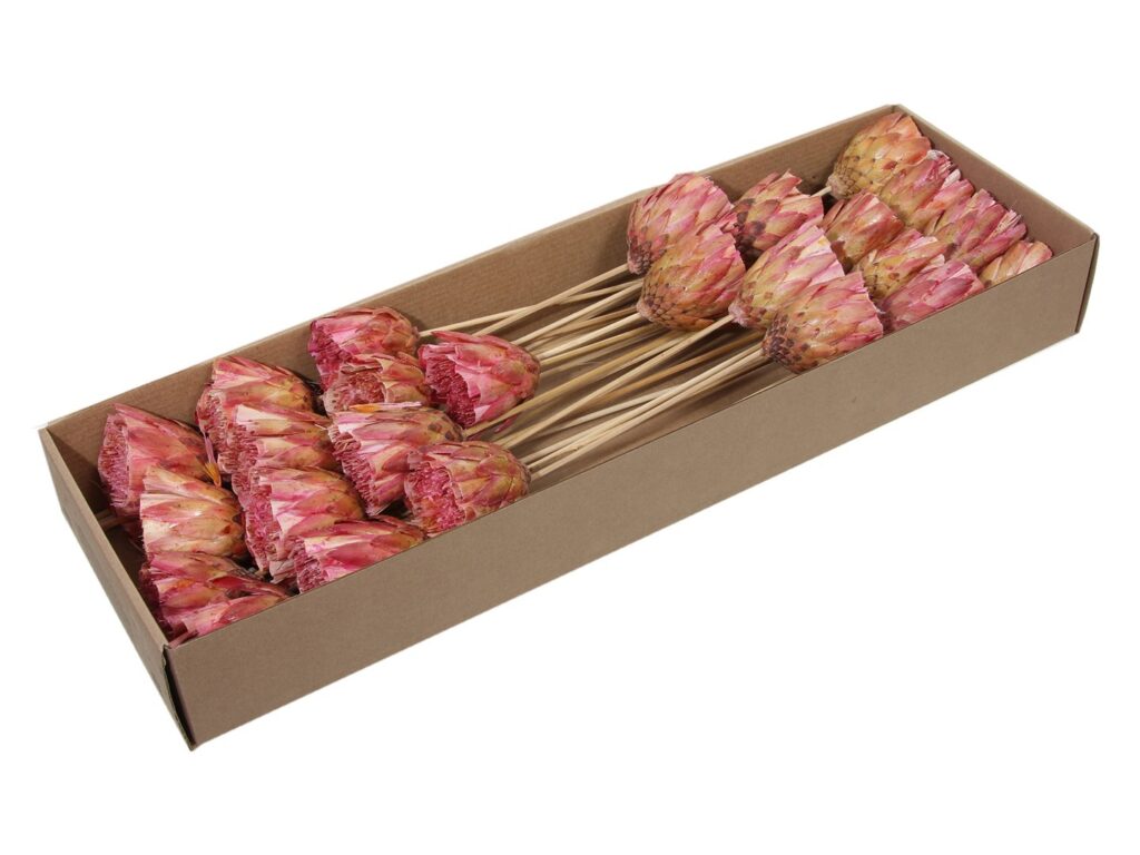 PROTEJA REZANA PINK X25