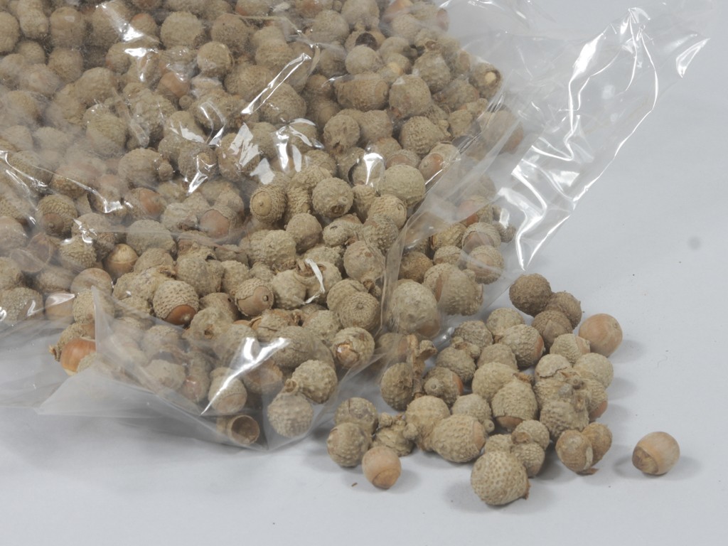 ACORN NATURAL 1kg