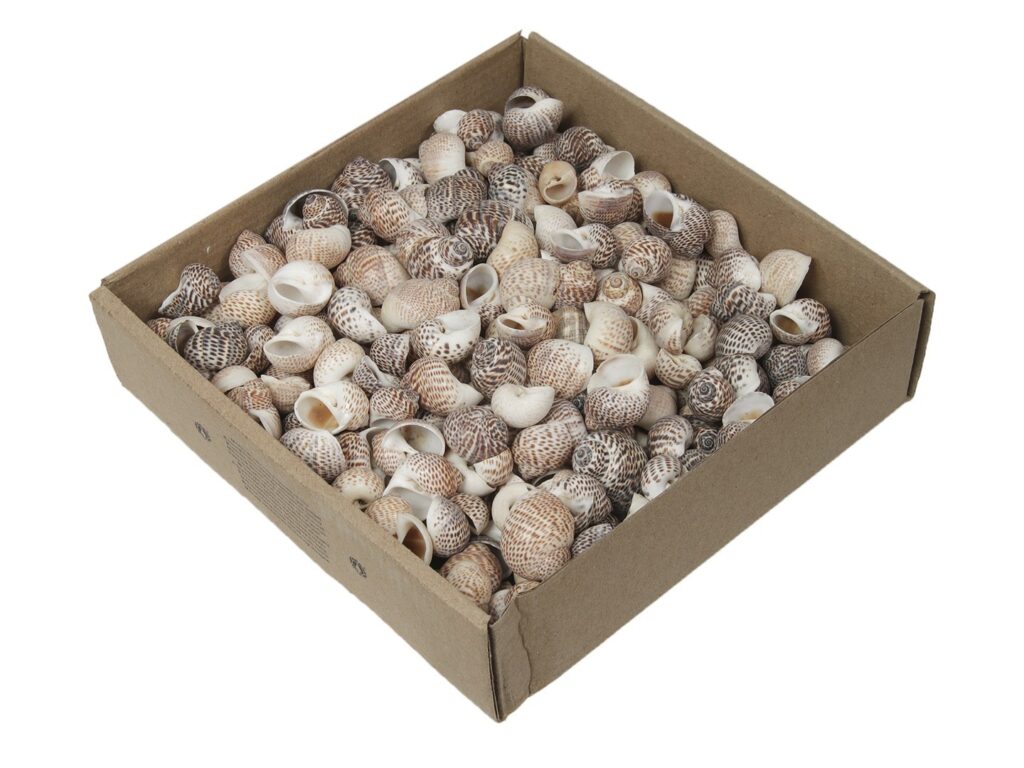 ŠKOLJKE PULL MUTTAI620GR