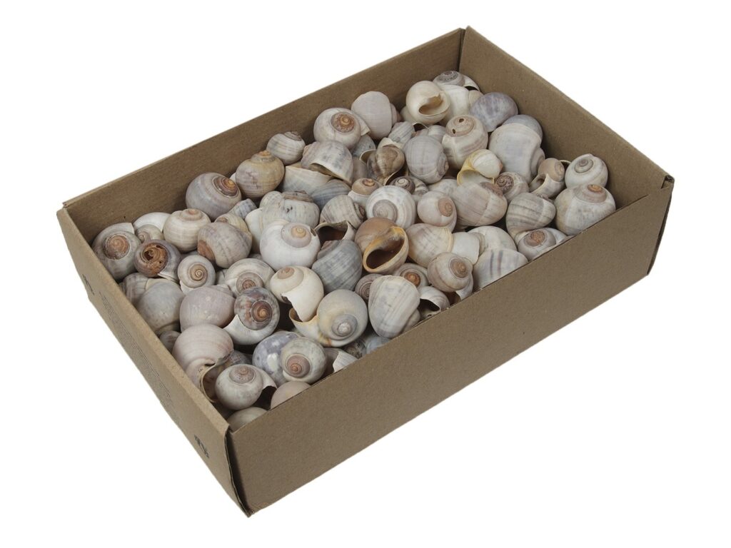 NATTAI SHELLS NATUR 500g