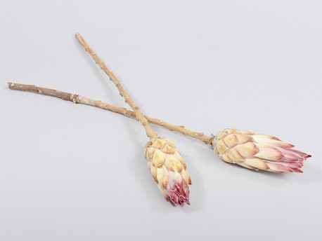 PROTEA COMPACTA X100