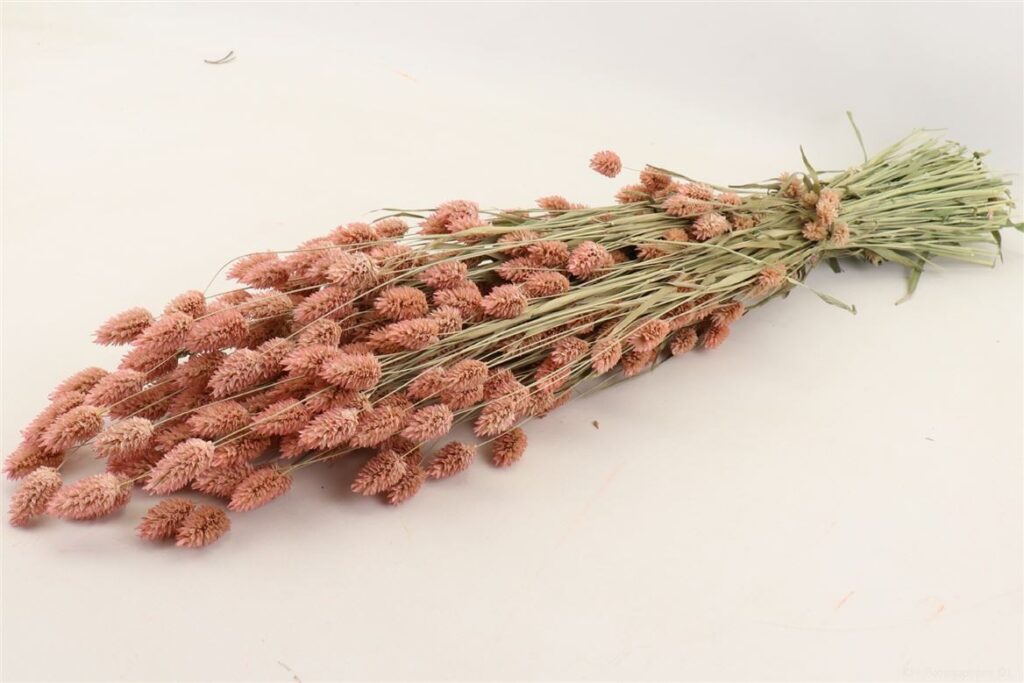 PHALARIS ŠOP FROSTED PINK