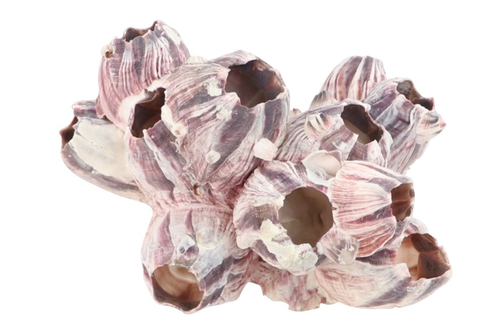 ŠKOLJKA BARNACLES X7