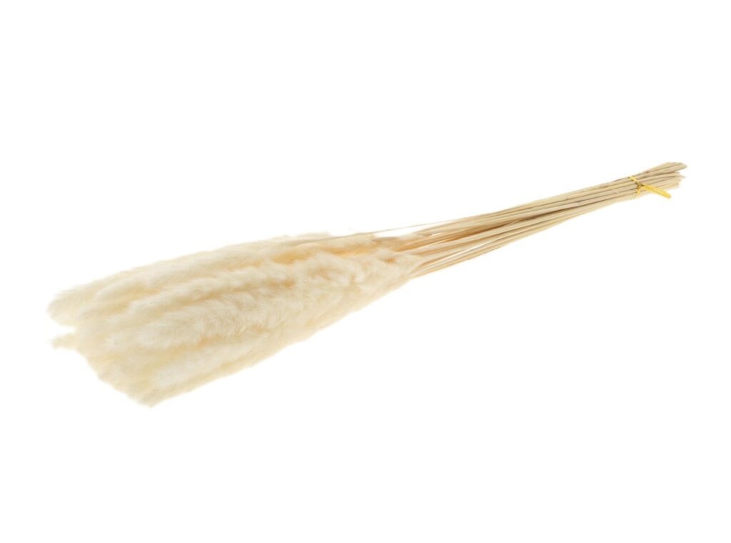 PAMPAŠKA TRAVA BELJ. 70GR