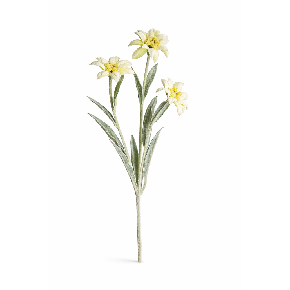 PLANIKA KREM 30CM