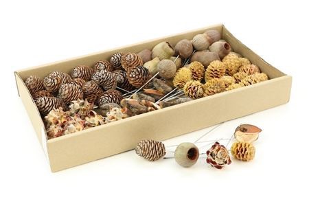 Natur suhi plodovi Leucadendron Mix 80 kosov