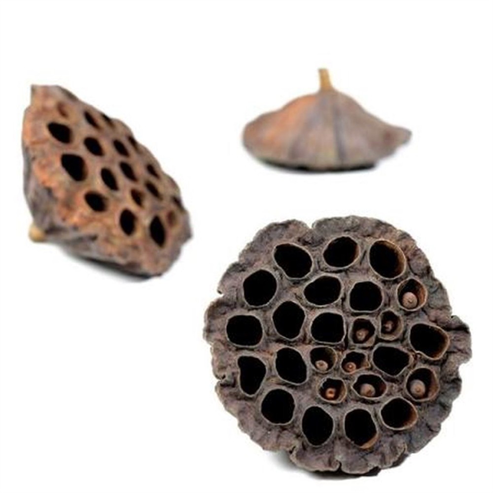 Lotus natur 10–12cm 100 kosov