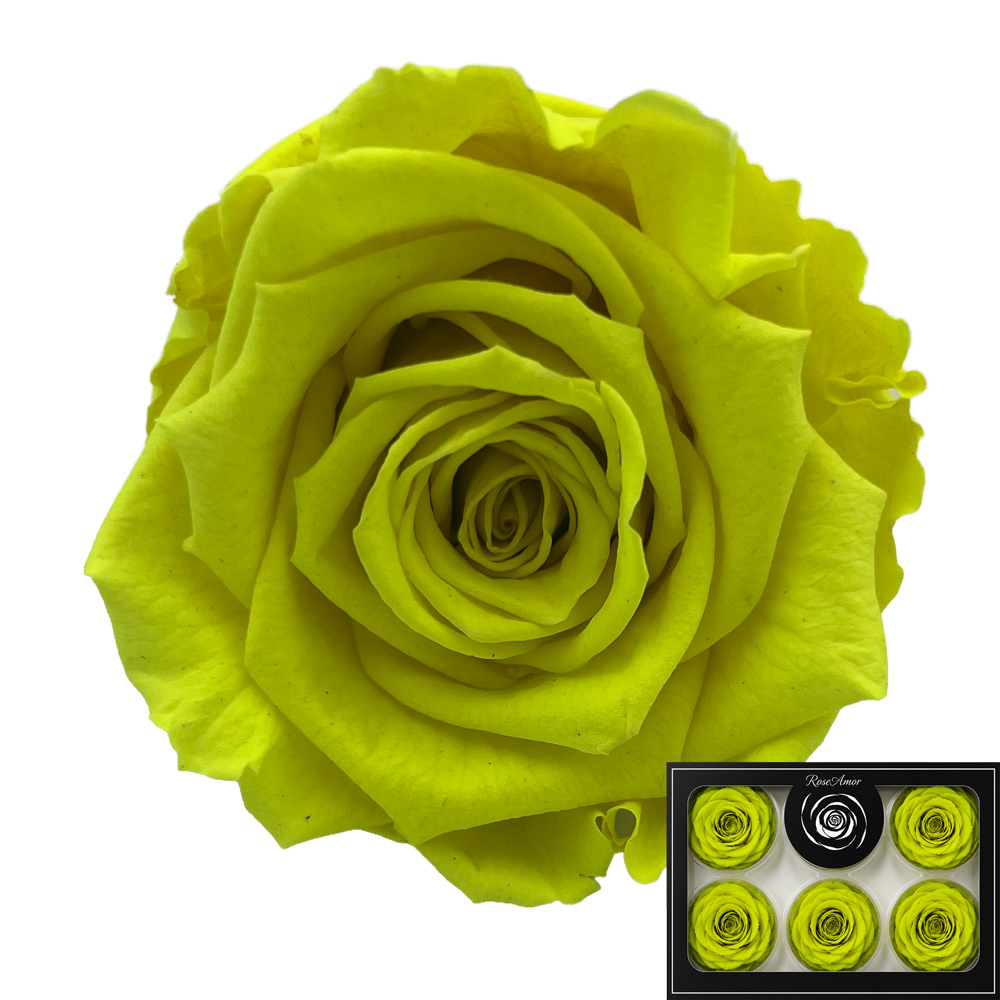 Stabilizirana vrtnica Rose Amor 6 kos - fluorescentno rumena (yel05)