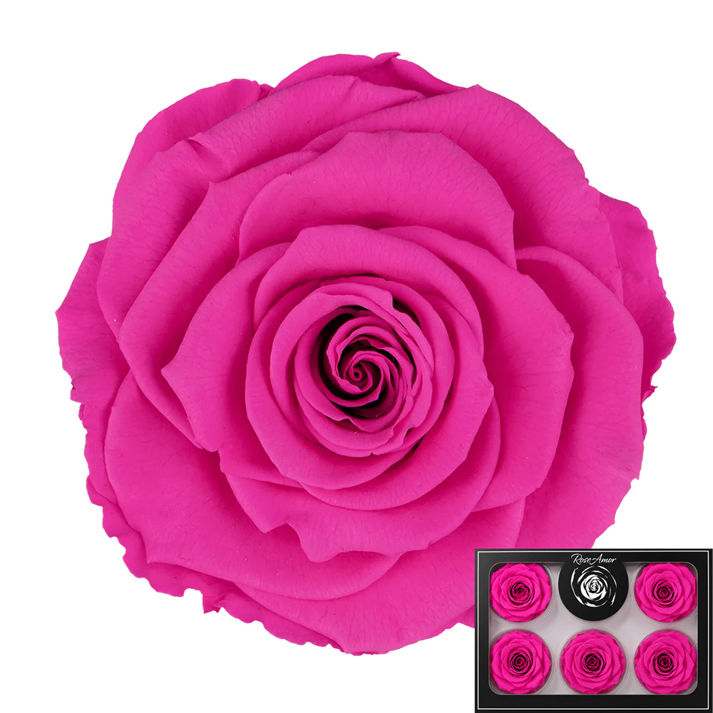 Stabilizirana vrtnica Rose Amor 6 kos - fluorescentno roza (pin07)