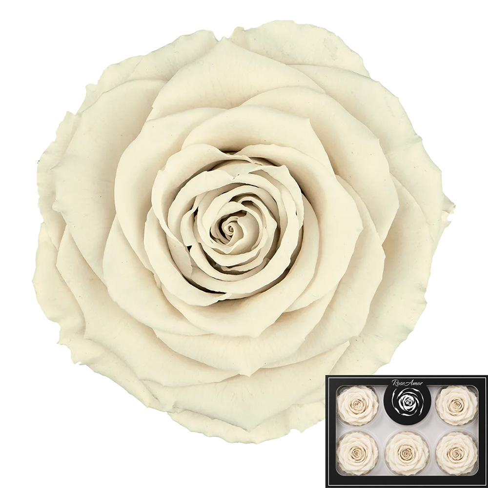 Stabilizirana vrtnica Rose Amor 6 kos - krem (wh04)