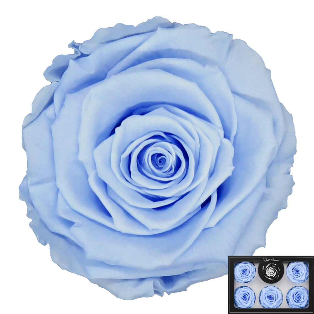 Stabilizirana vrtnica Rose Amor 6 kos - modra (blu89)