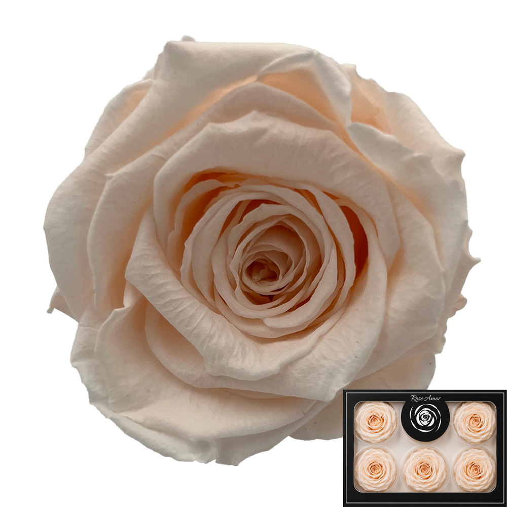 Stabilizirana vrtnica Rose Amor 6 kos - nežno roza (pin89)
