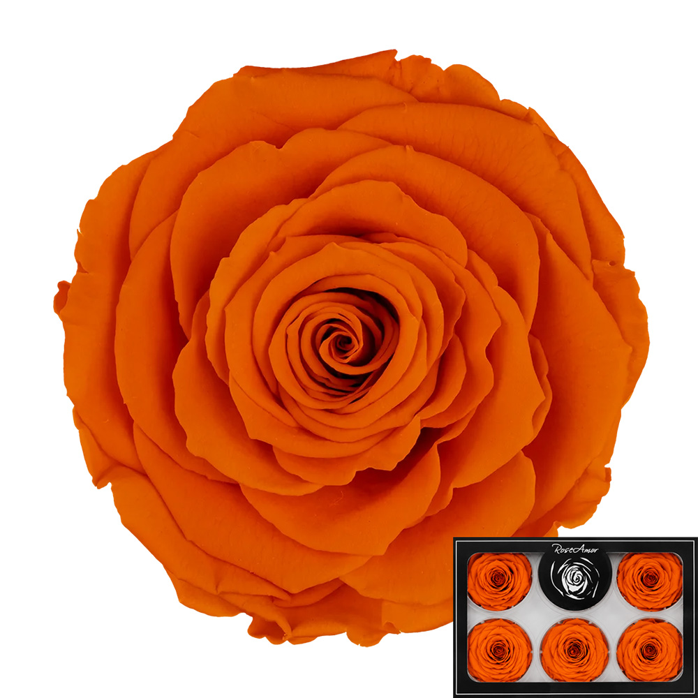 Stabilizirana vrtnica Rose Amor 6 kos - oranžna (ora02)
