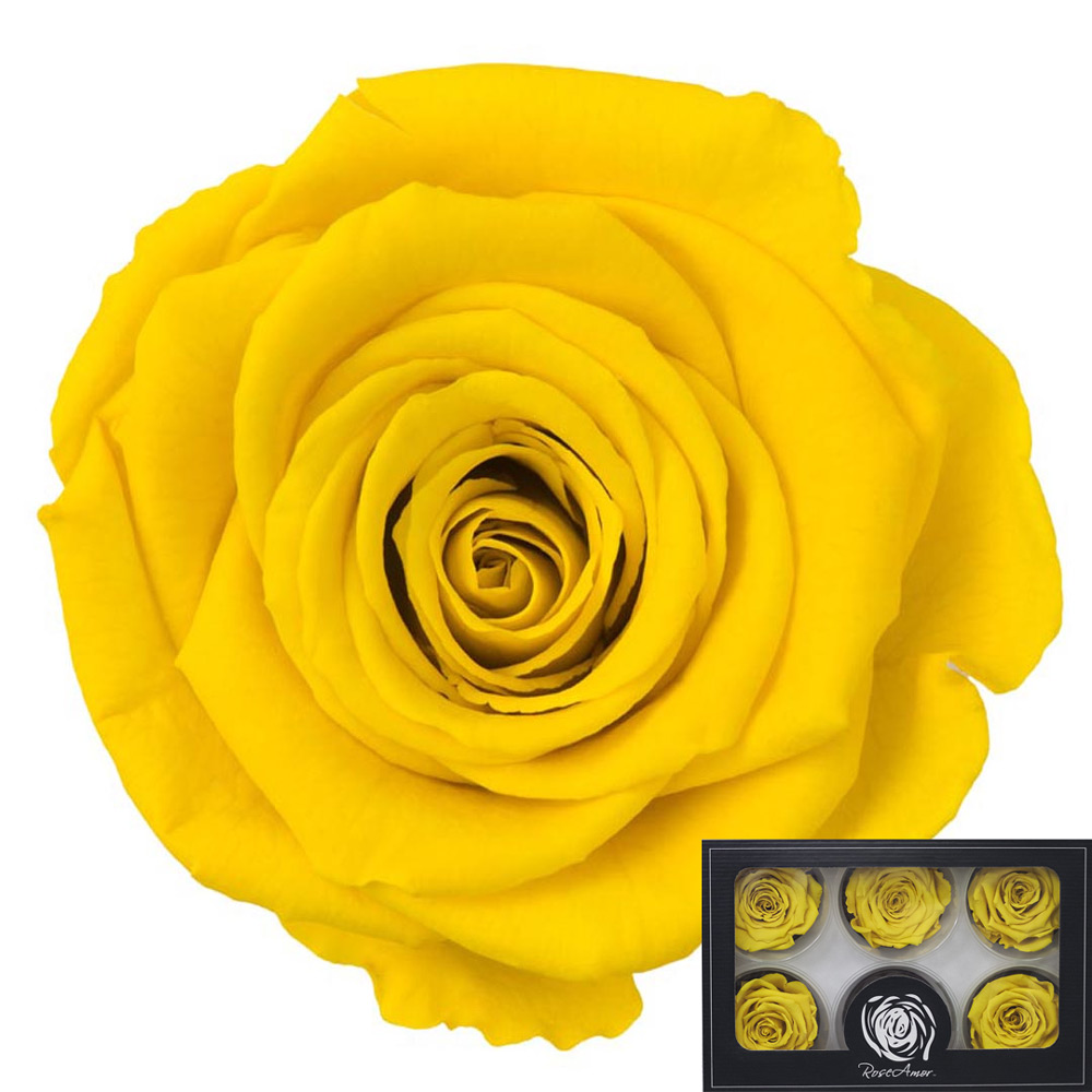 Stabilizirana vrtnica Rose Amor 6 kos - rumena (yel02)