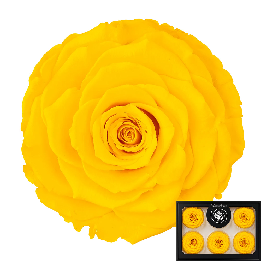 Stabilizirana vrtnica Rose Amor 6 kos - rumena (yel99)