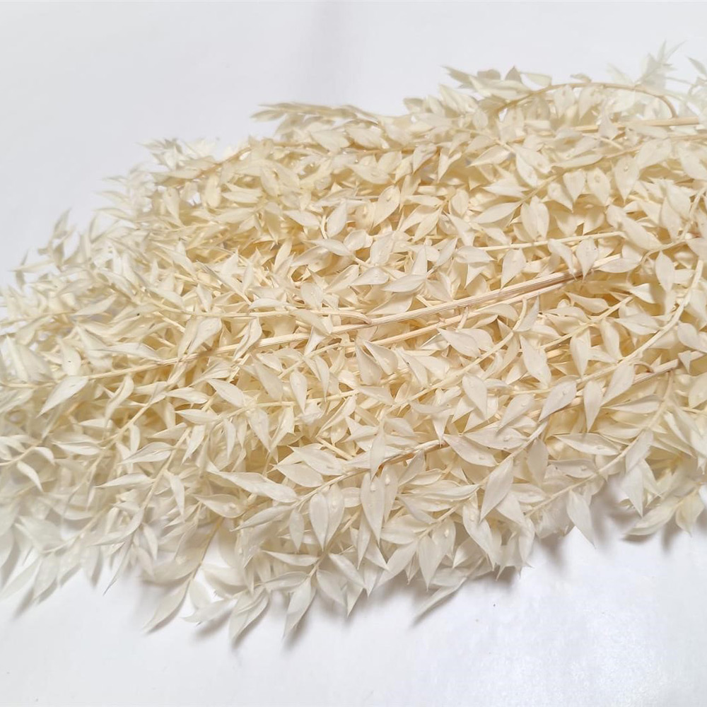 Ruskus bel 200g – suho cvetje za aranžiranje