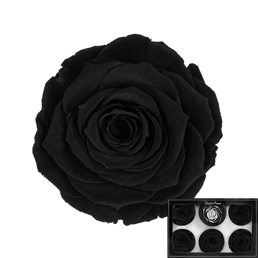 Stabilizirana vrtnica Rose Amor 6 kos - črna (bla01)