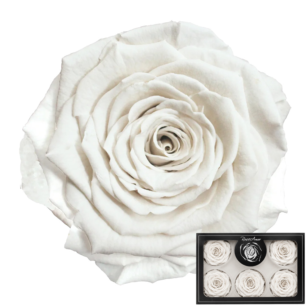 Stabilizirana vrtnica Rose Amor 6 kos - bela (wh01)