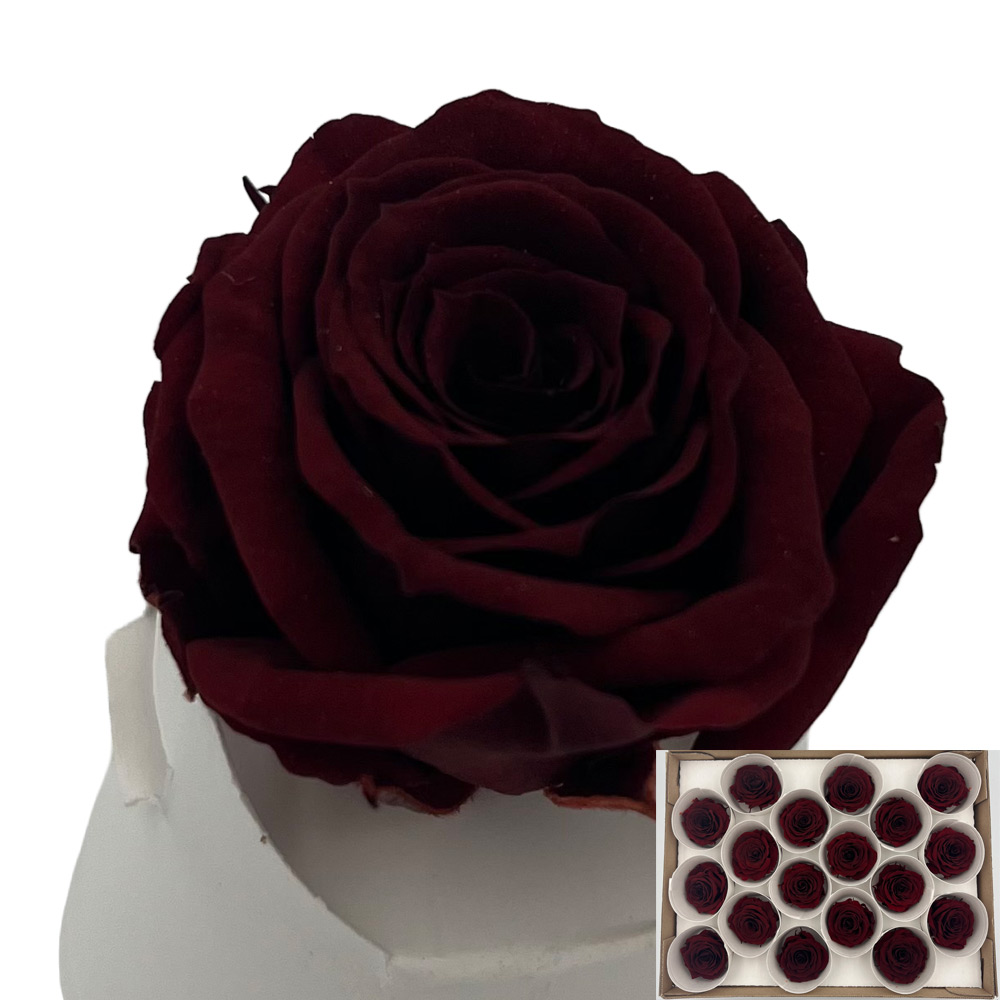 Stabilizirana vrtnica Rose Amor 18 kos - bordo (cho01)