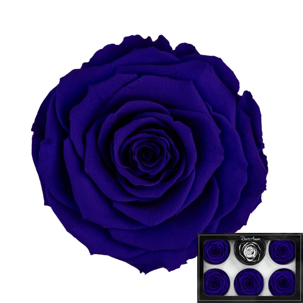 Stabilizirana vrtnica Rose Amor 6 kos - temno modra (blu03)