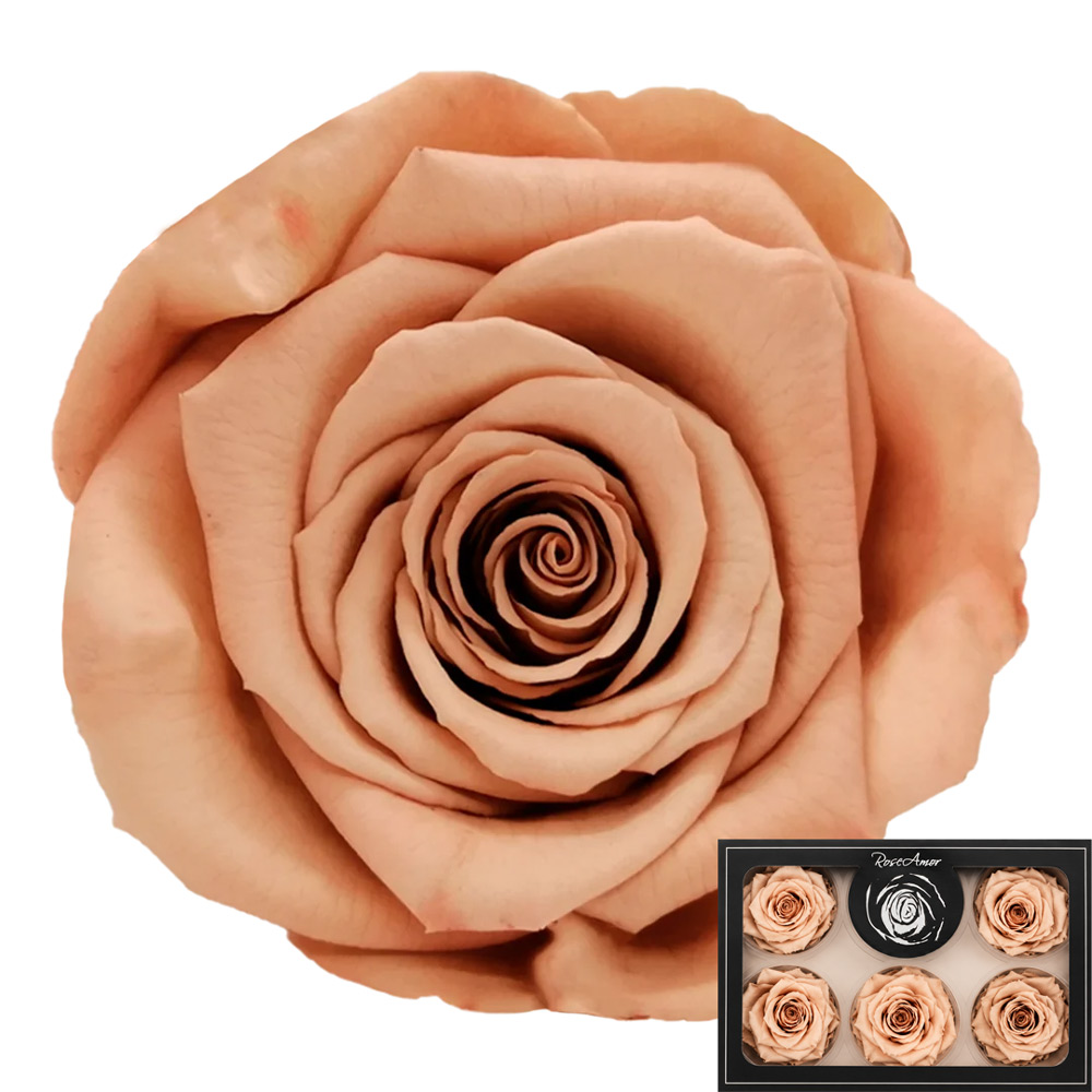 Stabilizirana vrtnica Rose Amor 6 kos - rjava (cho89)
