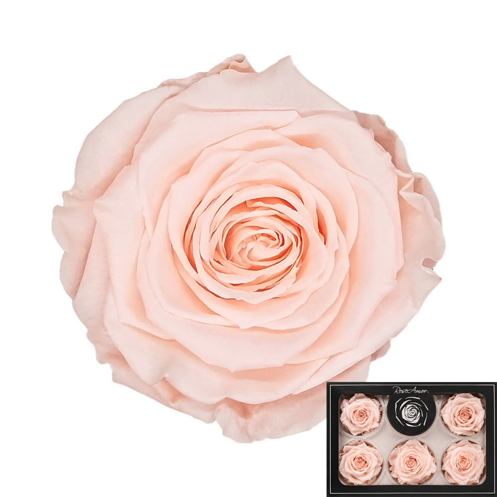 Stabilizirana vrtnica Rose Amor 6 kos - marelična (pea89)
