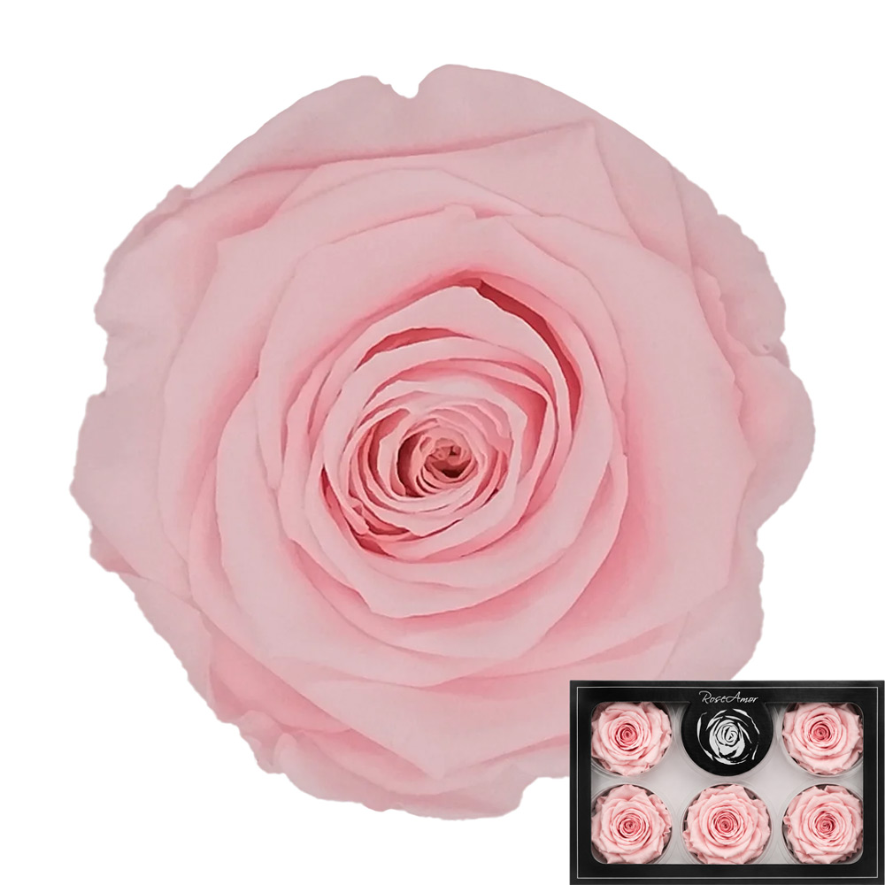 Stabilizirana vrtnica Rose Amor 6 kos - roza (pin99)