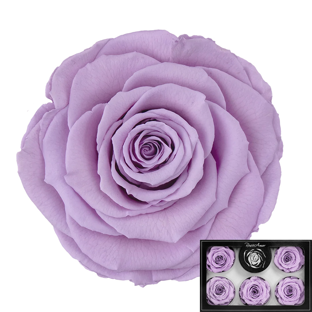 Stabilizirana vrtnica Rose Amor 6 kos - svetlo vijolična (vio03)