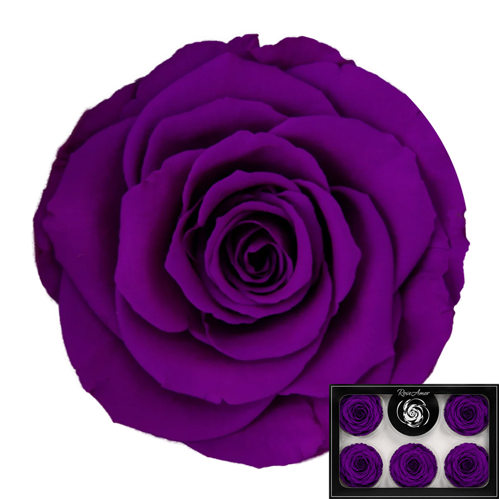 Stabilizirana vrtnica Rose Amor 6 kos - vijolična (pur02)