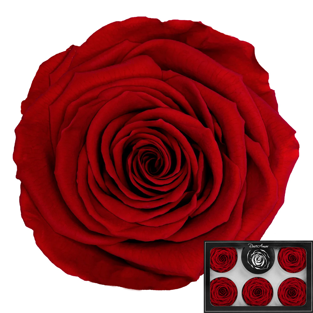 Stabilizirana vrtnica Rose Amor 6 kos - rdeča (red02)