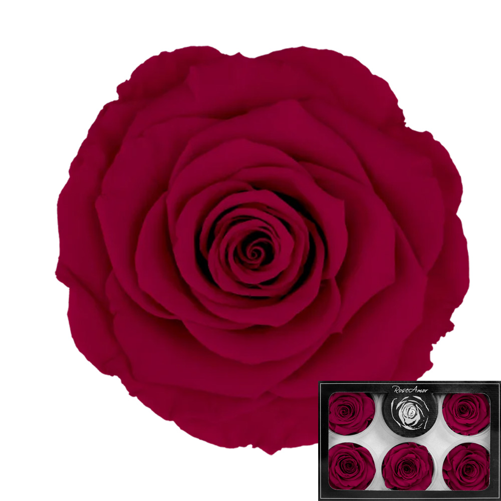 Stabilizirana vrtnica Rose Amor 6 kos - temno roza (pin05)