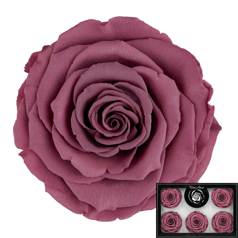Stabilizirana vrtnica Rose Amor 6 kos - vintage roza (vio02)