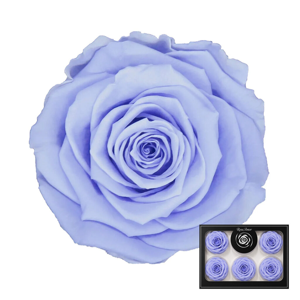 Stabilizirana vrtnica Rose Amor 6 kos - lavanda (vio89)