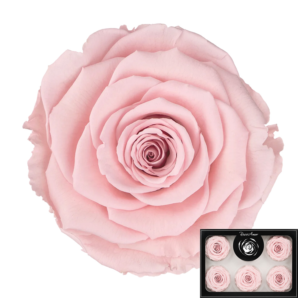Stabilizirana vrtnica Rose Amor 6 kos - svetlo roza (pin04)