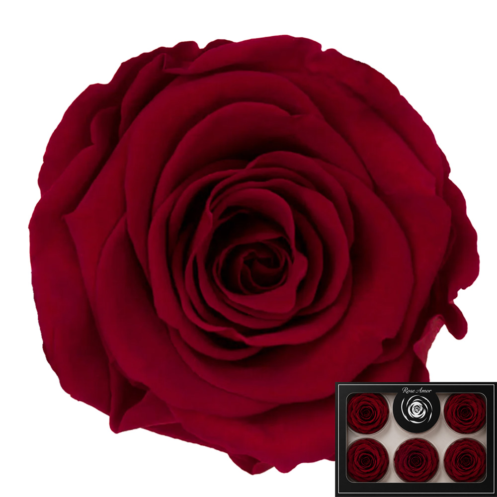 Stabilizirana vrtnica Rose Amor 6 kos - temno rdeča (red01)